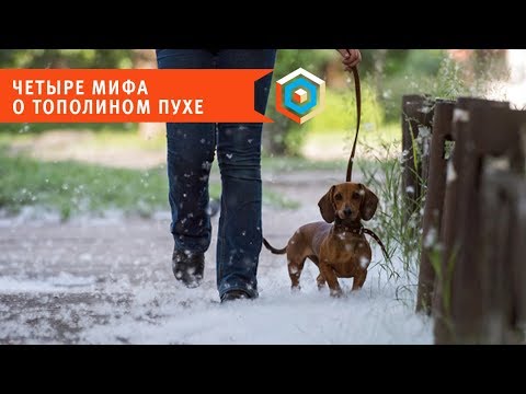Почему существует аллергия на пух тополя