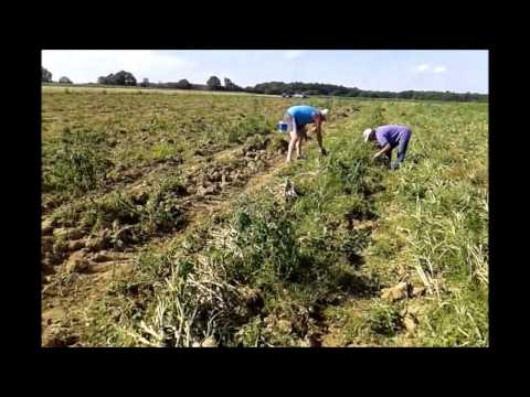 Video: Kako Nahraniti česen Junija? Prehrana Konec Meseca Spomladanskega česna In Sredi Zime. Kako Nahraniti Glavo Z Ljudskimi Zdravili?