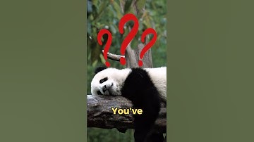 Why Pandas Have Black & White Fur 🐼 #Shorts #animals #facts