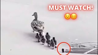 BABY DUCKS FALL IN SEWER WITHOUT MOM *SAD*