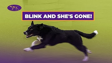 Watch Vanish the Border Collie Fly to Victory in 26.49s! | Westminster Agility 2025
