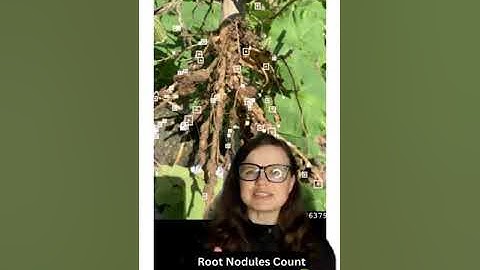 Root nodule count with AI on smartphone | Root morphology analysis with Petiole Pro