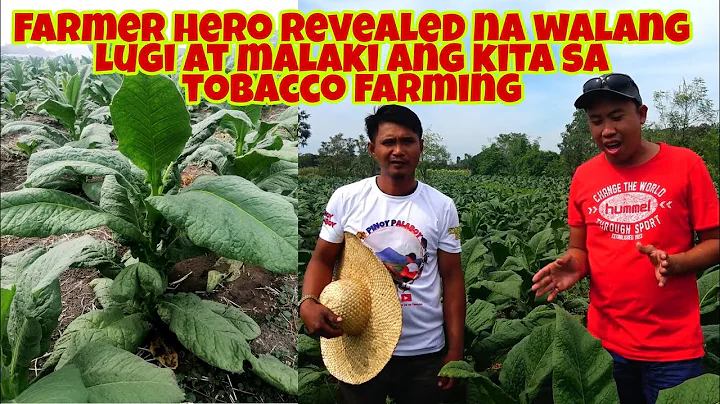 Magkano ang Kitaan sa Tobacco Farming? Farmer Reve...