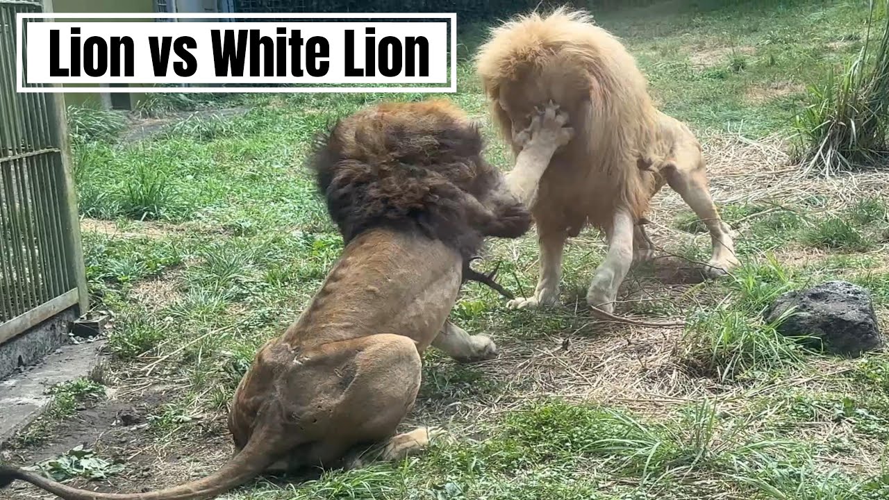 番外編 ライオンVSホワイトライオン【番外編】【アニマルキングダム