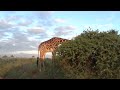 Up Close Feast 🌟🐾🌍 Epic Wildlife Encounter! Giraffe’s Mealtime Adventure 🦒🔥