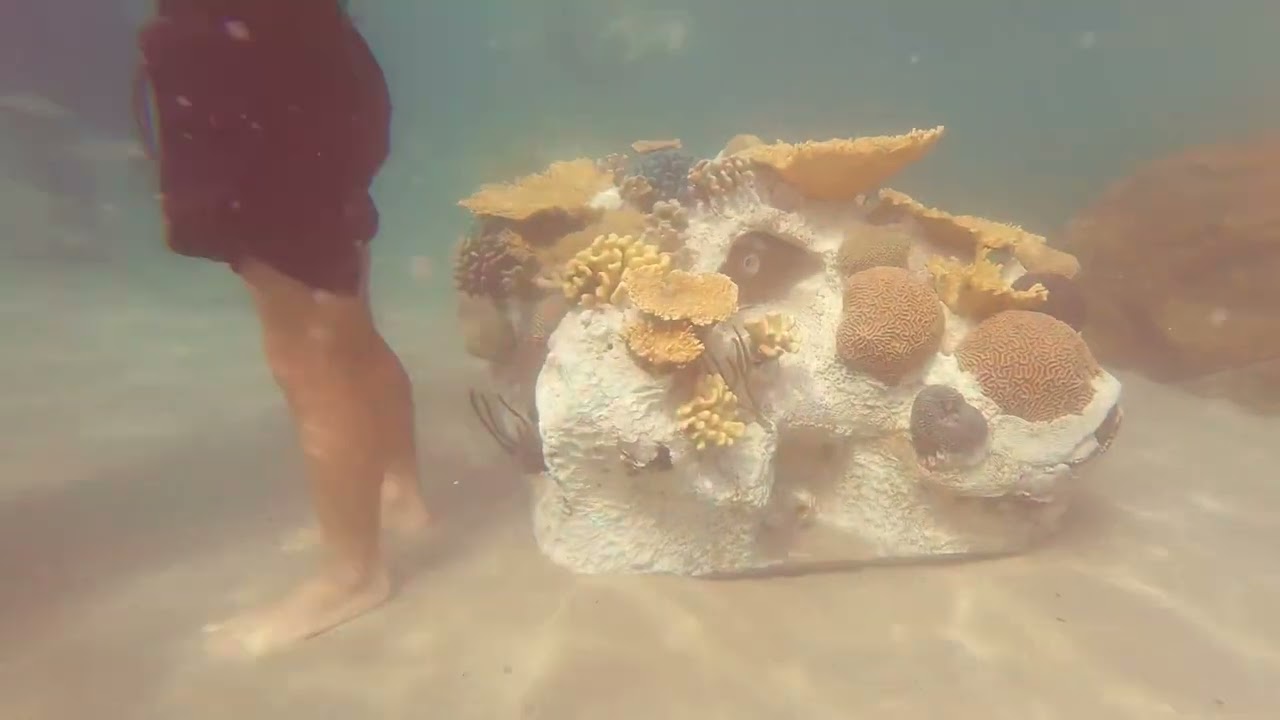 Discovery Cove FL Experience