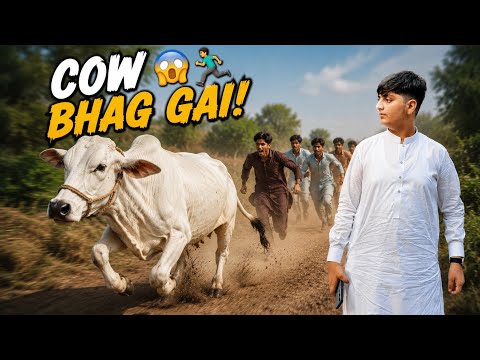 COW BHAG GAI!!!! |OMG|😱
