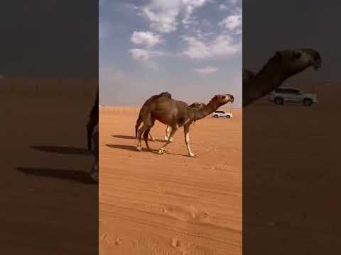 فوديات جل حمر عبدالمحسن الراجحي