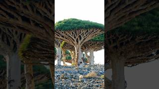 Do You Know The Amazing Dracaena Tree?