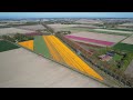 rondje tulpen