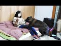 何度もとびかかってくる子犬(大型)【バーニーズ×ゴールデンレトリバー】