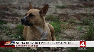 Stray dogs keep neighbors on edge