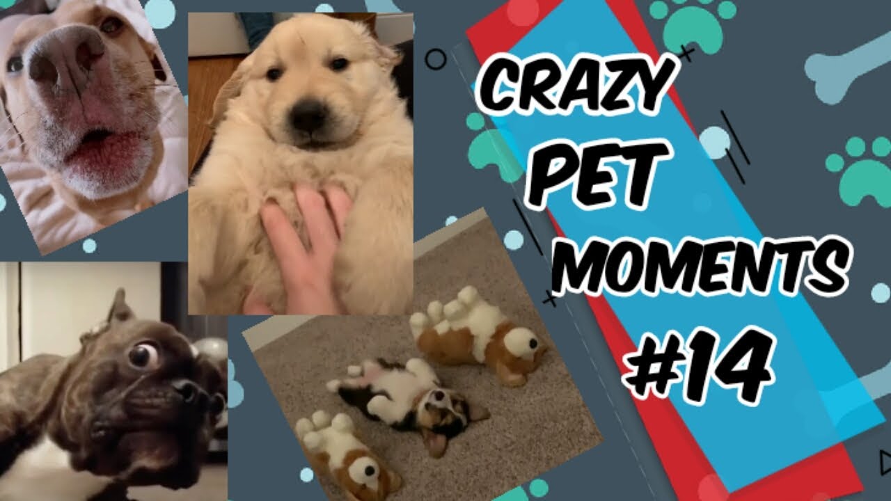 Crazy pet moments part 14 YouTube