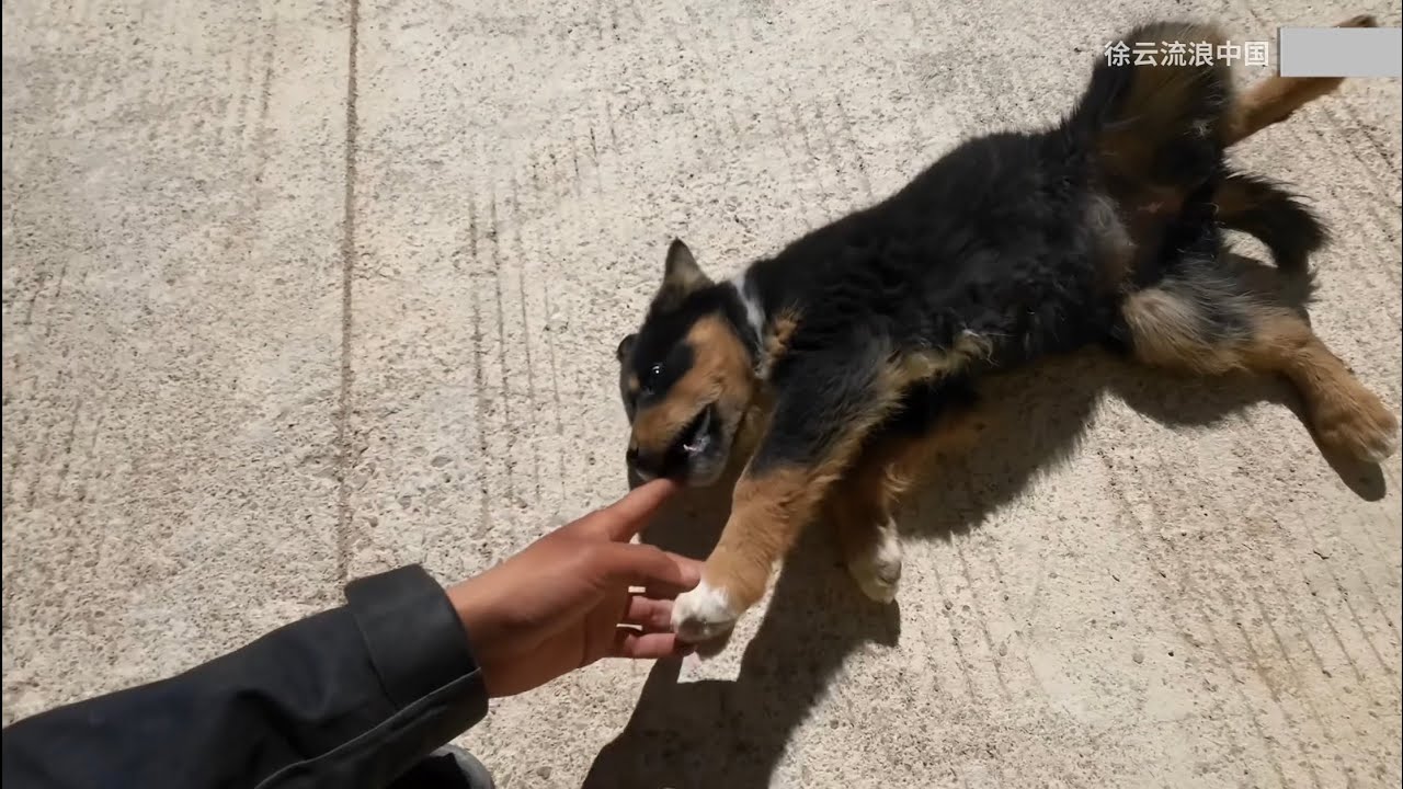 单车骑行阿里来到藏北小村，遇上一条特别可爱的小藏獒，想带上它一起去流浪
