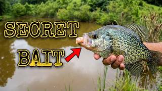 BEST Panfish BAIT That's NOT Minnows | How To FISH With GARLIC Shrimp #thenextcast
