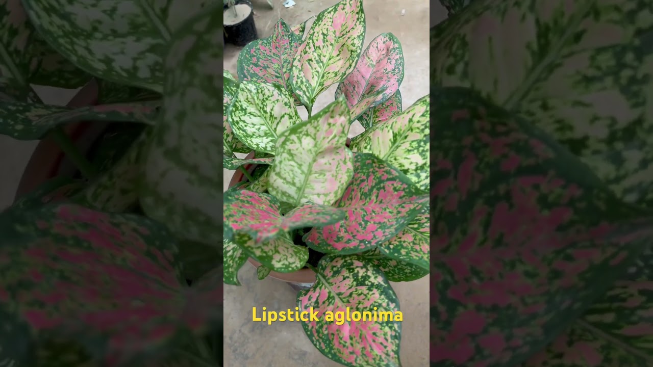 Lipstick aglonima     # plants 