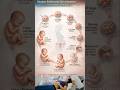 Fertilization  to Fetal :Human embryonic development #medical #ultrasound #baby #pregnancy #fetal