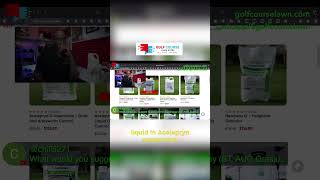 How to Get Rid of Chinch Bugs #golfcourselawn