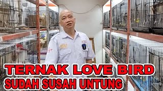 TERNAK LOVE BIRD SUDAH SUSAH UNTUNG