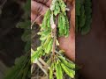 Dawa Kiboko Ya MVUTO BIASHARA NA MAPENZI KAZINI 