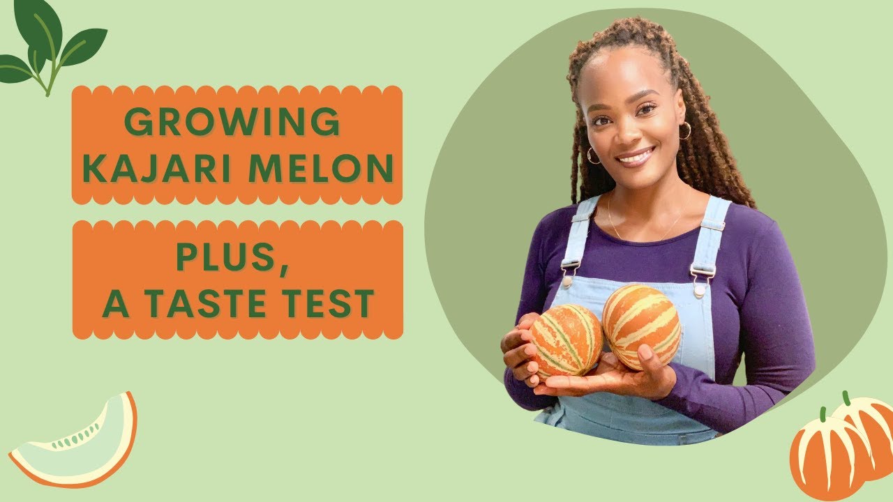 Growing Kajari Melon, Plus a Taste Test! YouTube