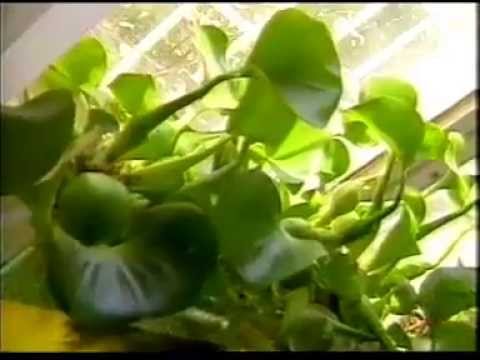 Эйхорния рассказ патентообладателя и изобретателя водного гиацинта