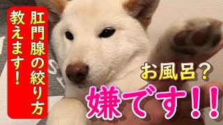 【第３２話　白柴犬ノンくん　慣れないお風呂に入る　肛門絞りもやりました！】