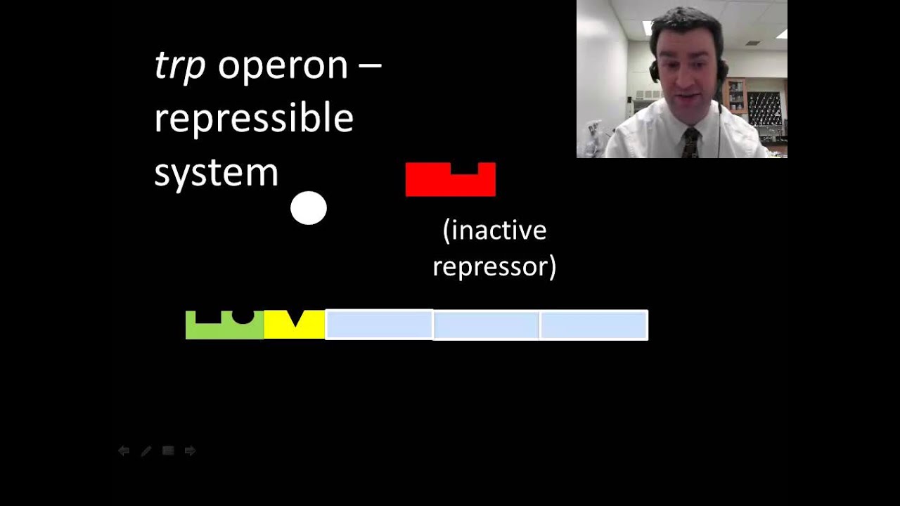 Prokaryotic regulation of gene expression