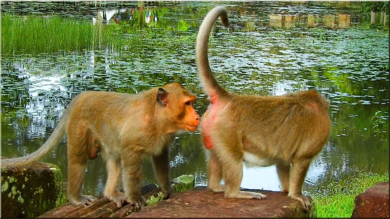 SO NICE NATURE OF MONKEYS-DO YOU WANT LICKING STYLE ?