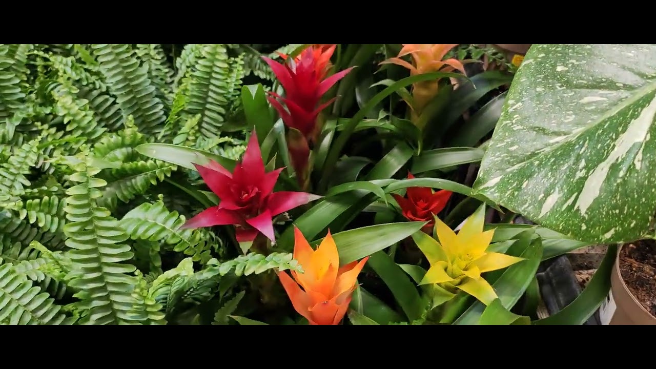 Pequeño jardín Botánico 