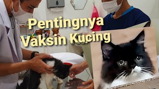 Pentingnya Vaksin kucing | konsultasi dokter hewan | informasi kesehatan kucing