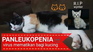 Kena Virus Ini Kucing Langsung Mati!! BAHAYA PANLEUKOPENIA.