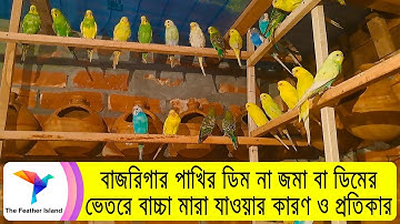 বাজরিগার পাখির ডিম না জমা বা ডিমের ভেতরে বাচ্চা মারা যাওয়ার কারণ ও প্রতিকার  @TheFeatherIsland