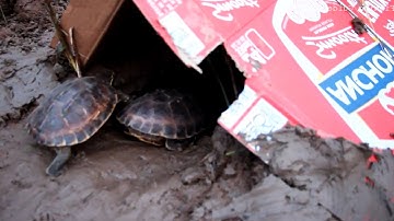 Amazing Turtles Trap Make By Smart Man With His Technique Using Deep Land Hole Cover With Beer Box