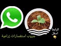 جروب واتس اب استفسارات الزراعة المائية الرابط في صندوق الوصف