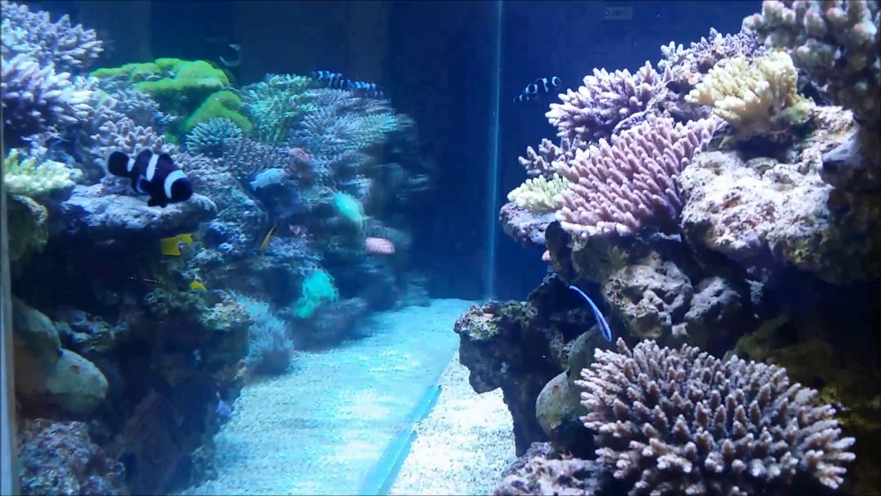 camera iphone 8 plus apk Amphiprion ocellaris人工黑嘴黑公子小丑2K Black False Percula Clownfish （Captive-Bred）