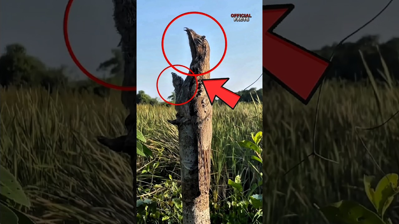 3 Incredible Animals With REAL Invisibility Powers! 🤯🌿 #Shorts