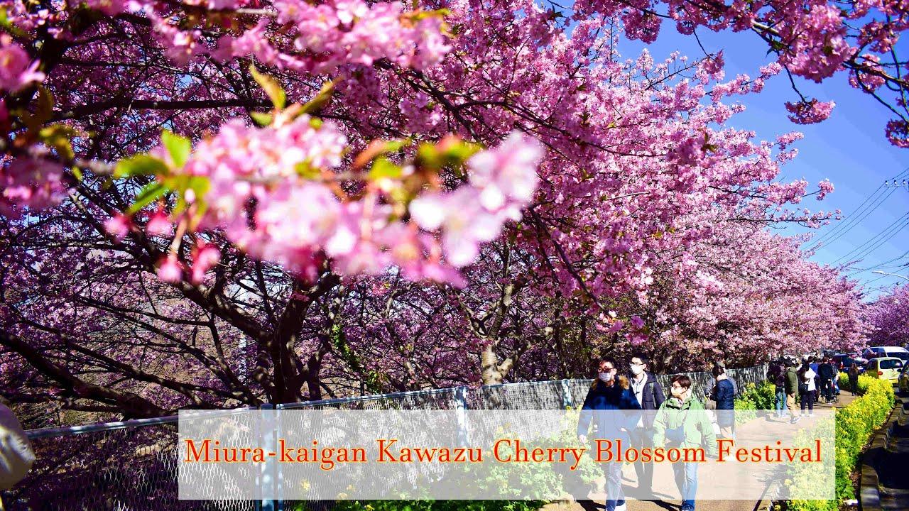Miura-kaigan Kawazu Cherry Blossom Festival | 三浦外館桜まつり