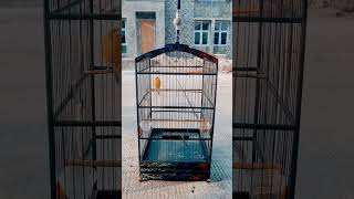 Download Lagu kenari rasa love bird MP3