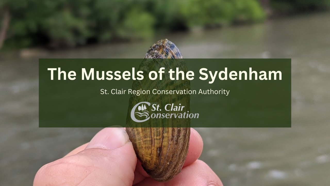 The Mussels of the Sydenham River