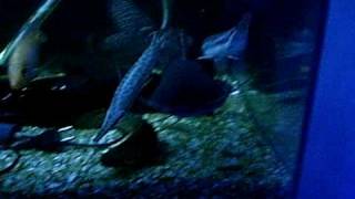 The most overstocked tank ever !!! by vik datta 2,254 views 15 years ago 33 seconds