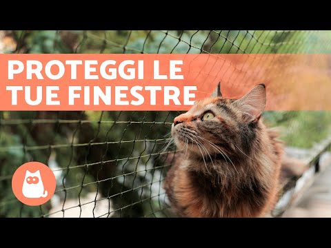 Video: Come muoversi in sicurezza con i gatti