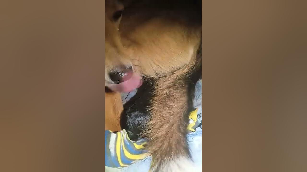 Birthing puppies. Part 2. YouTube