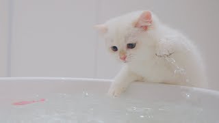 🤣Kitten Mayo Accidentally Fell into the Water