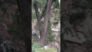 The Most Satisfying Tree Felling You Will See Today