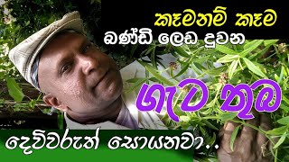 Thuba Ayuruvedic Plant Leuces Zeulanica