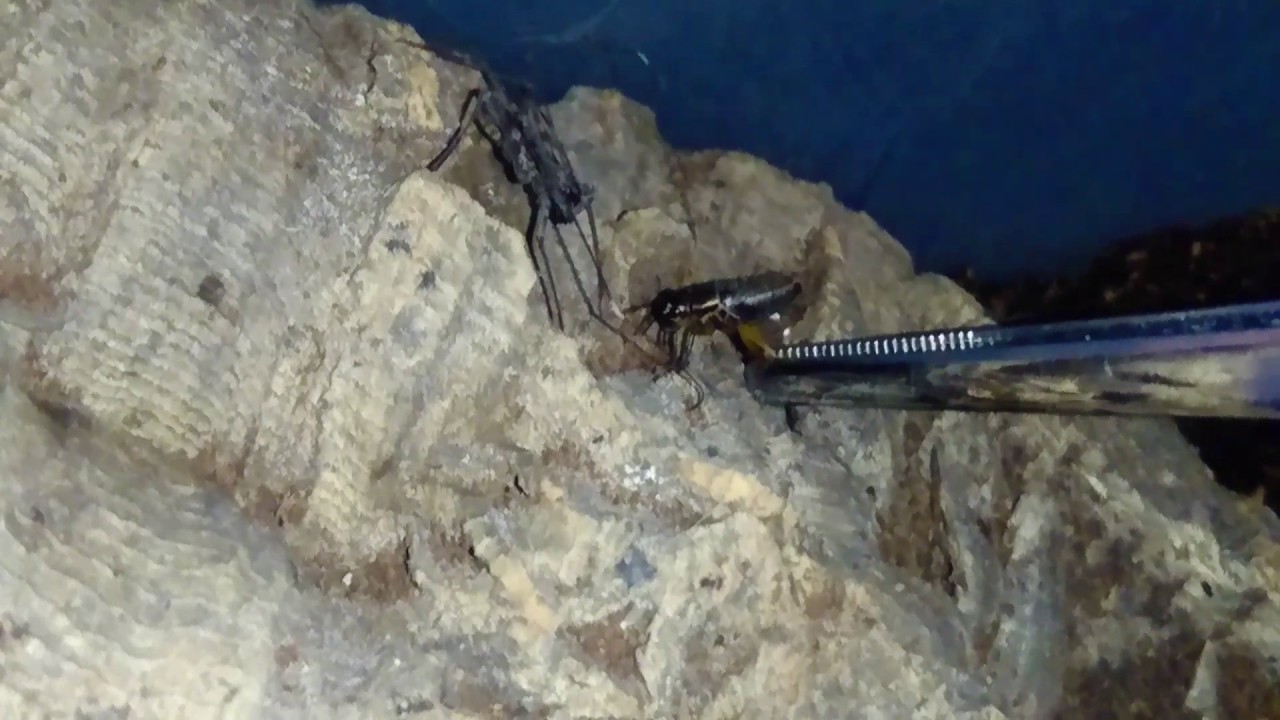 Damon diadema (tailless whip scorpion) feeding YouTube