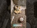 تربيه الفراخ البيضه في الصيف وازي تخدي أعلى إنتاج تربيه الفراخ البيضه في الصيف وازي تخدي أعلى إنتاج