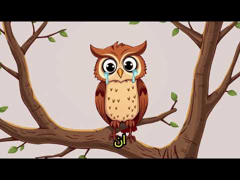 قصة البومة الحكيمة درس في الرضا والقناعة لا تقارن حياتك بحياة الآخرين