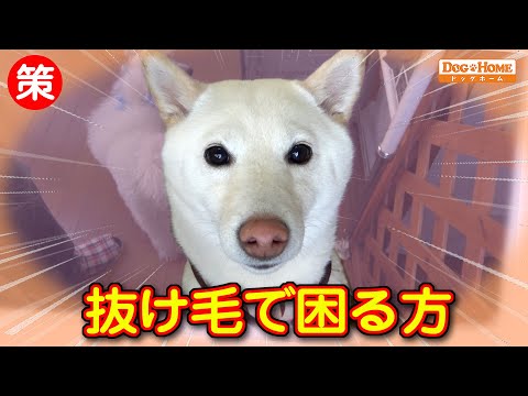 抜け毛が大変・困っている方　必見！！：詳しく解説【柴犬のひなたちゃんブローー編】　୨୧∵トリミング サロン DOG HOME ドッグホーム∵୨୧